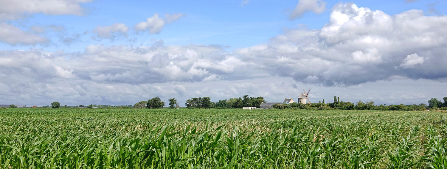 Association pour la Restauration du Patrimoine Damganais